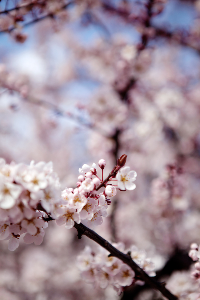 Plum blossoms in Seattle