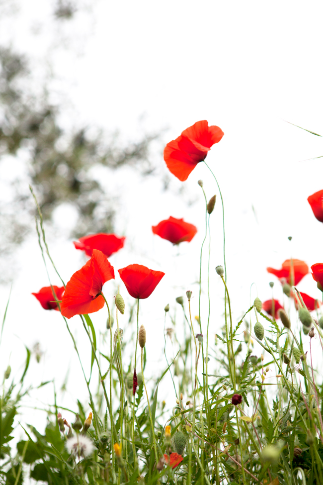 Poppies in Tuscany