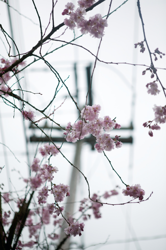 Cherry blossoms in Seattle | Cannelle et Vanille