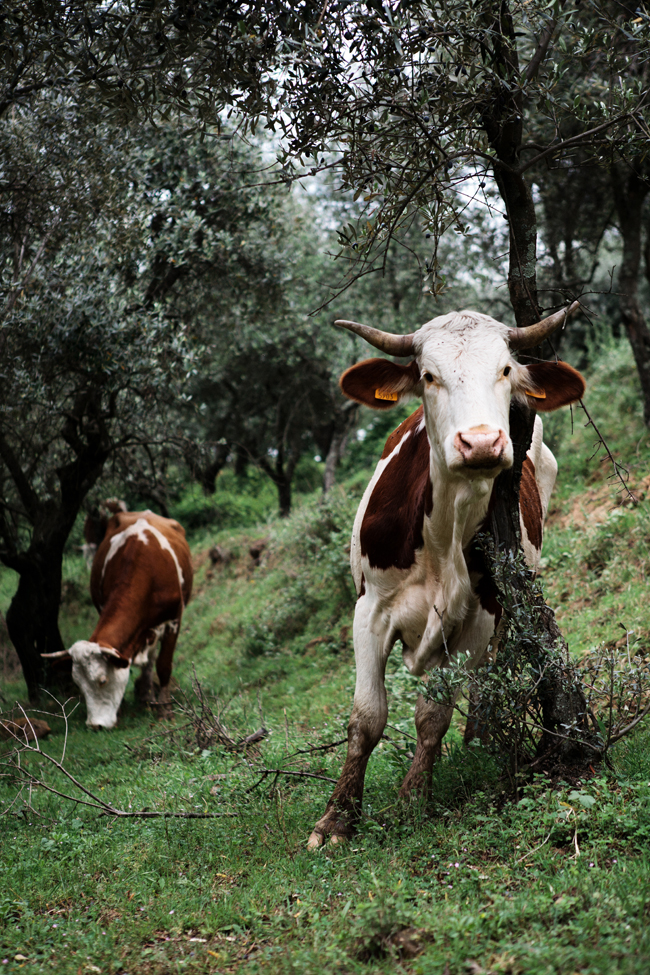 Support this Tuscan cheesemaker's farm | Cannelle et Vanille