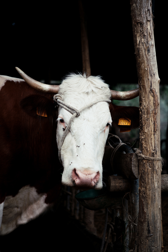 Support this Tuscan cheesemaker's farm | Cannelle et Vanille