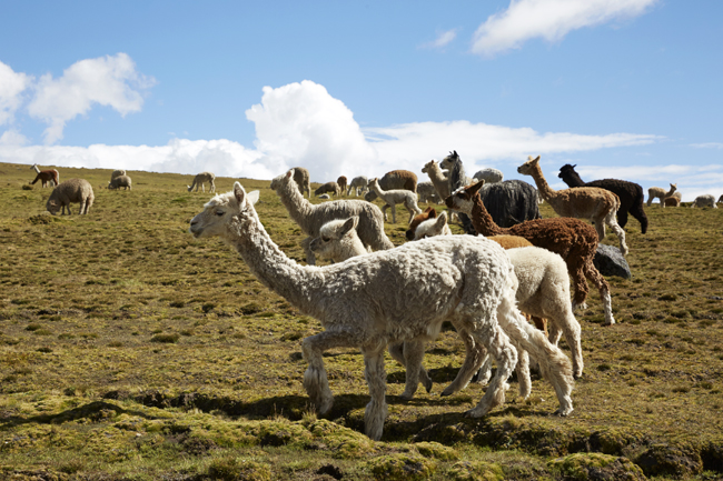 Peru | Cannelle et Vanille 