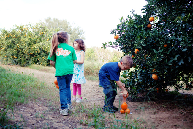 The winter afternoon we spent at the citrus grove :: Cannelle et Vanille